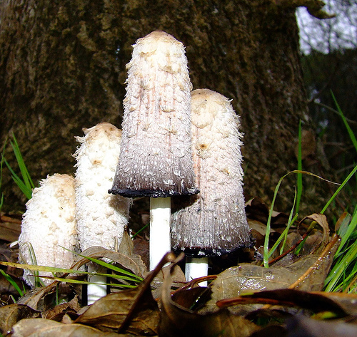 ГРИБ КОПРИНУС. НАВОЗНИК (CORPINUS COMATUS)